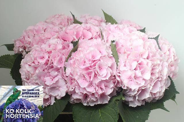 Hydrangea Verena Pink 80 cm x 1