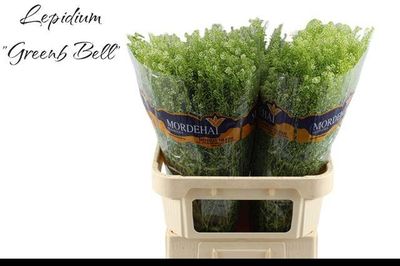 Lepidium Green Bell 80 cm x 5