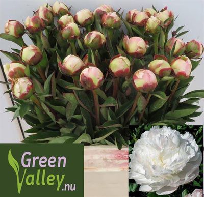 Paeonia Flor Nicholls 60 cm x 5