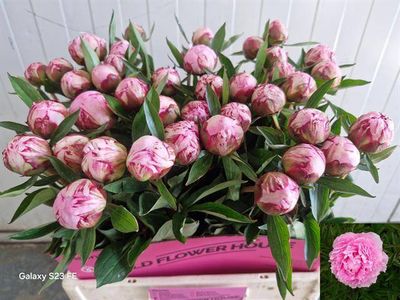 Paeonia Sara Bernhard 60 cm x 5