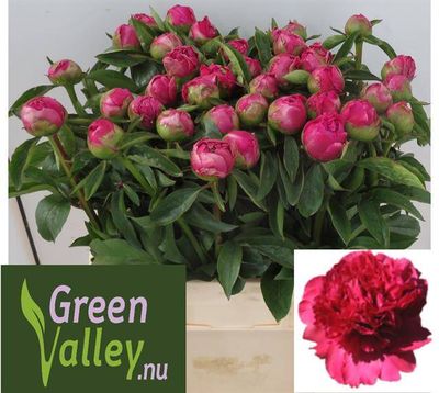 Paeonia Best Man 60 cm x 5