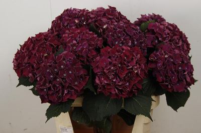 Hydrangea Mon Amour Paar 80 cm x 1