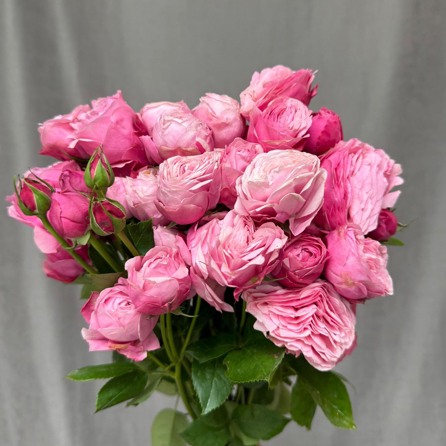 Silva Pink+ 50 cm x 5 шт