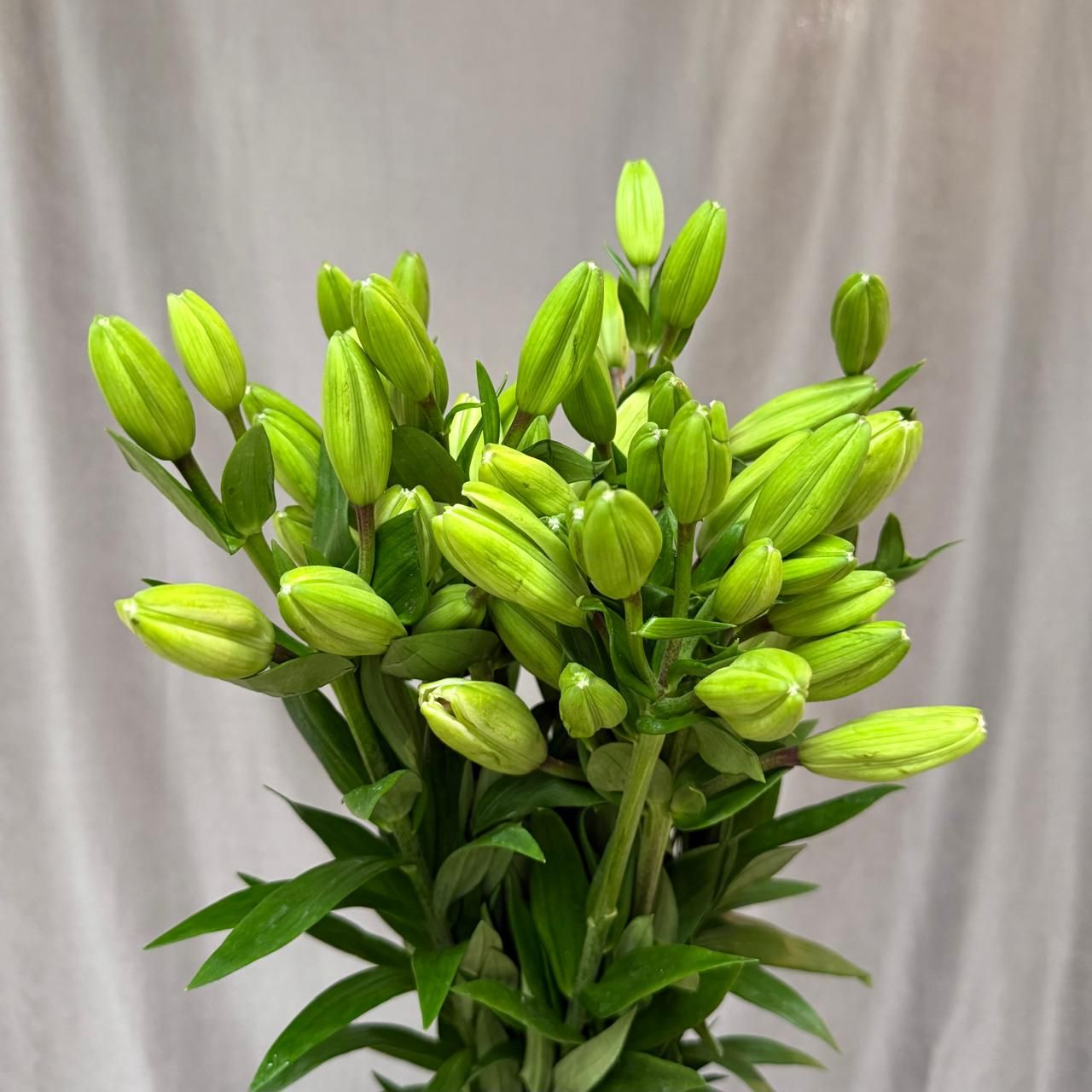 Lilium La Litouwen 95 cm x 10