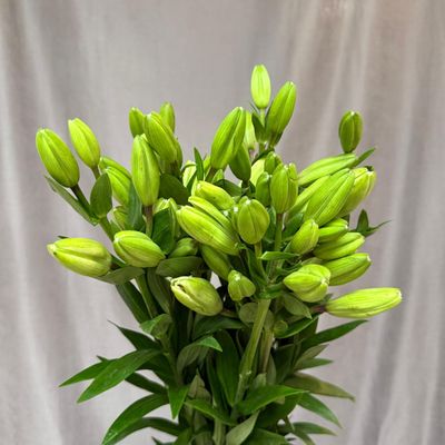 Lilium La Litouwen 95 cm x 10