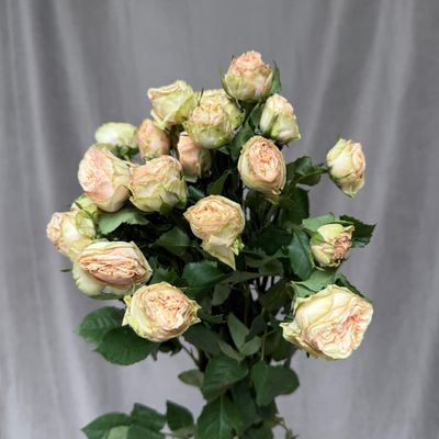 Gentle Trendsetter 70 cm x 5 шт