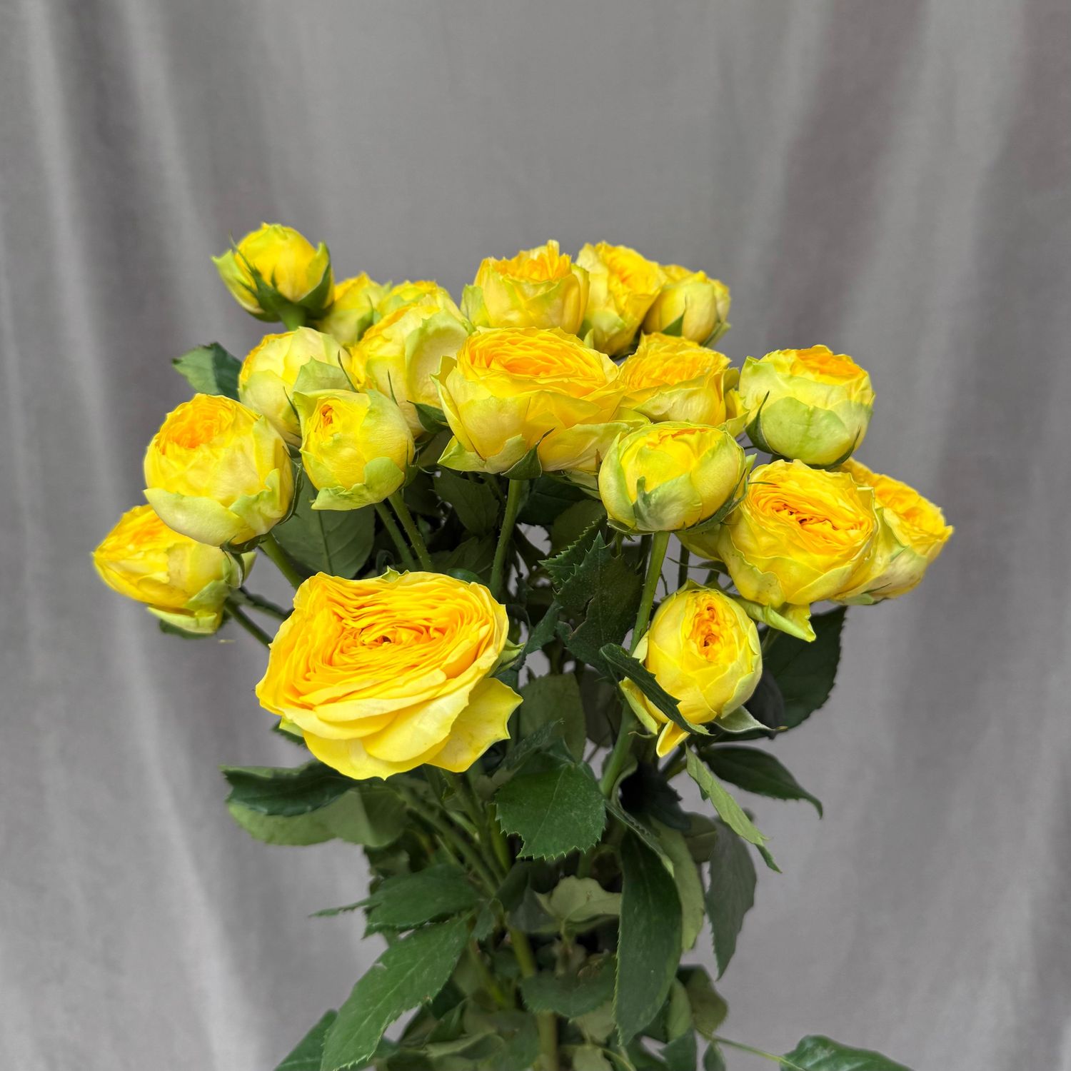 Golden Trendsedtter 53 cm x 6 шт