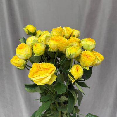 Golden Trendsedtter 60 cm x 5
