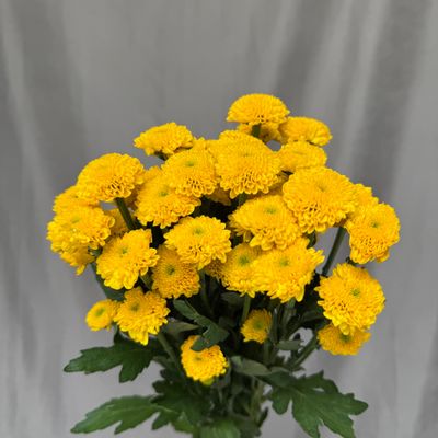 Chr S Pompon Mix 55 cm x 5