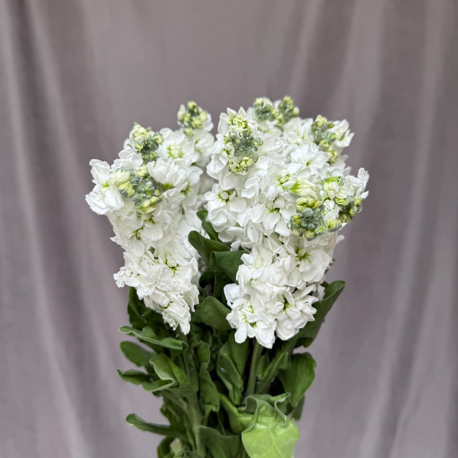 Matthiola Aida White 60 cm x 10