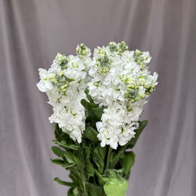 Matthiola Aida White 60 cm x 10