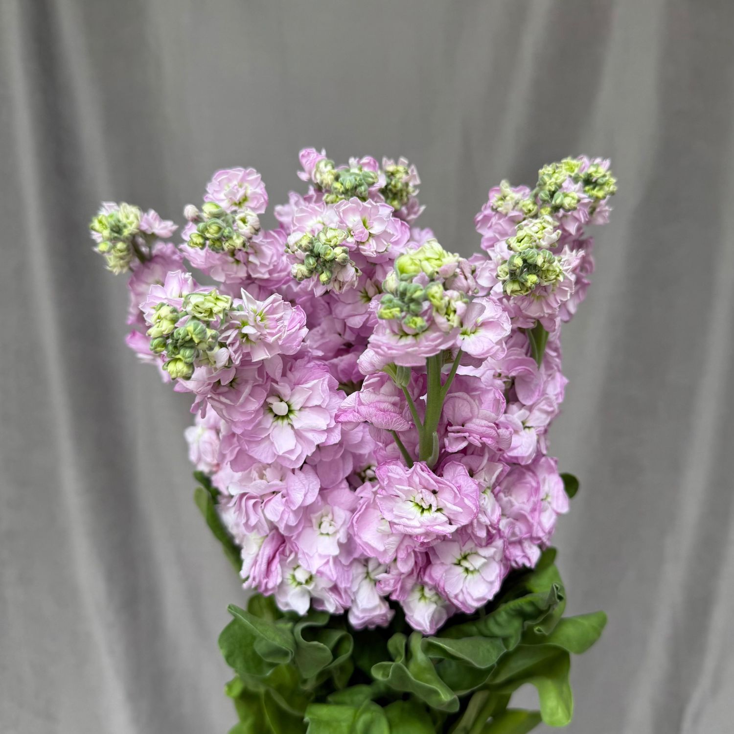 Matthiola Mathilda Pink 67 cm x 10