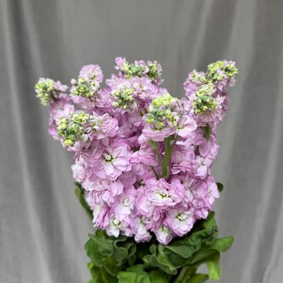 Matthiola Mathilda Pink 67 cm x 10
