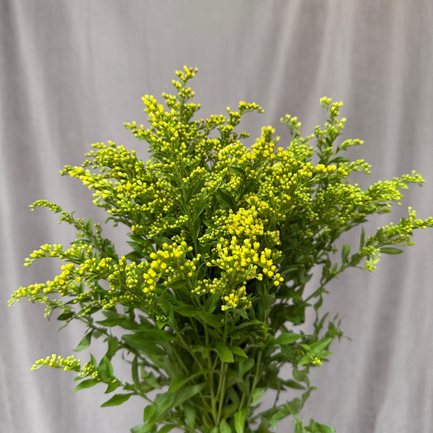 Solidago Carzan Glory 70 cm x 5