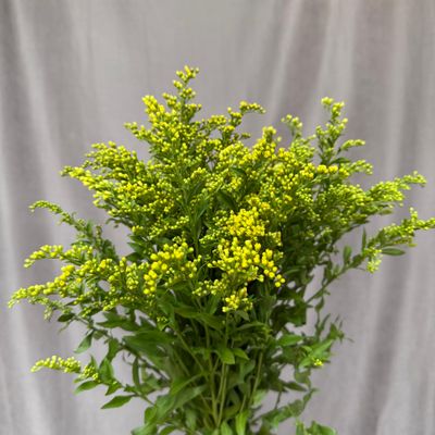 Solidago Carzan Glory 70 cm x 5