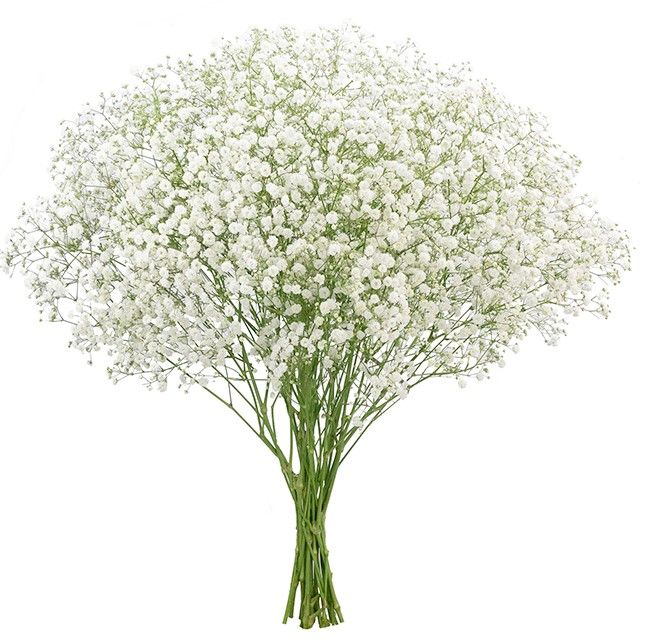 Gypsophila Xlence 1000 gr x 25