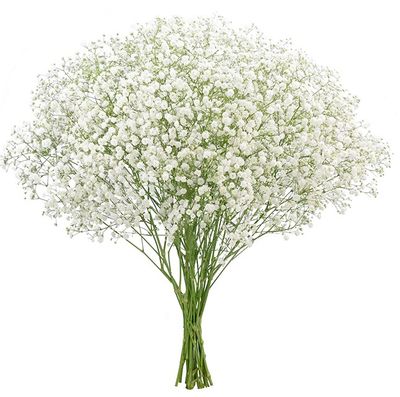 Gypsophila Xlence 1000 gr x 25