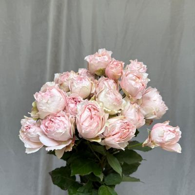 Julietta Honey 50 cm x 10