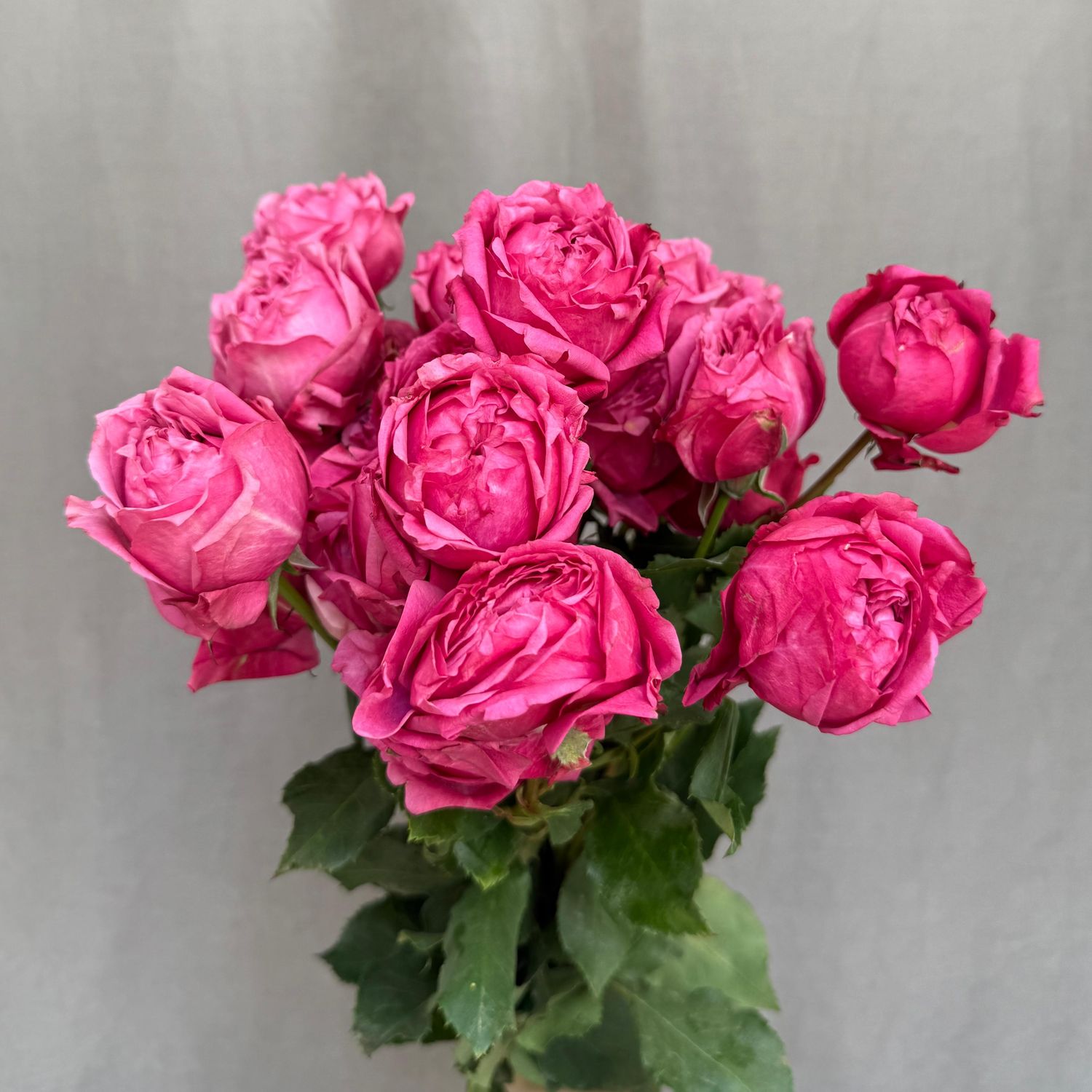 Julietta Cerise 50 cm x 5