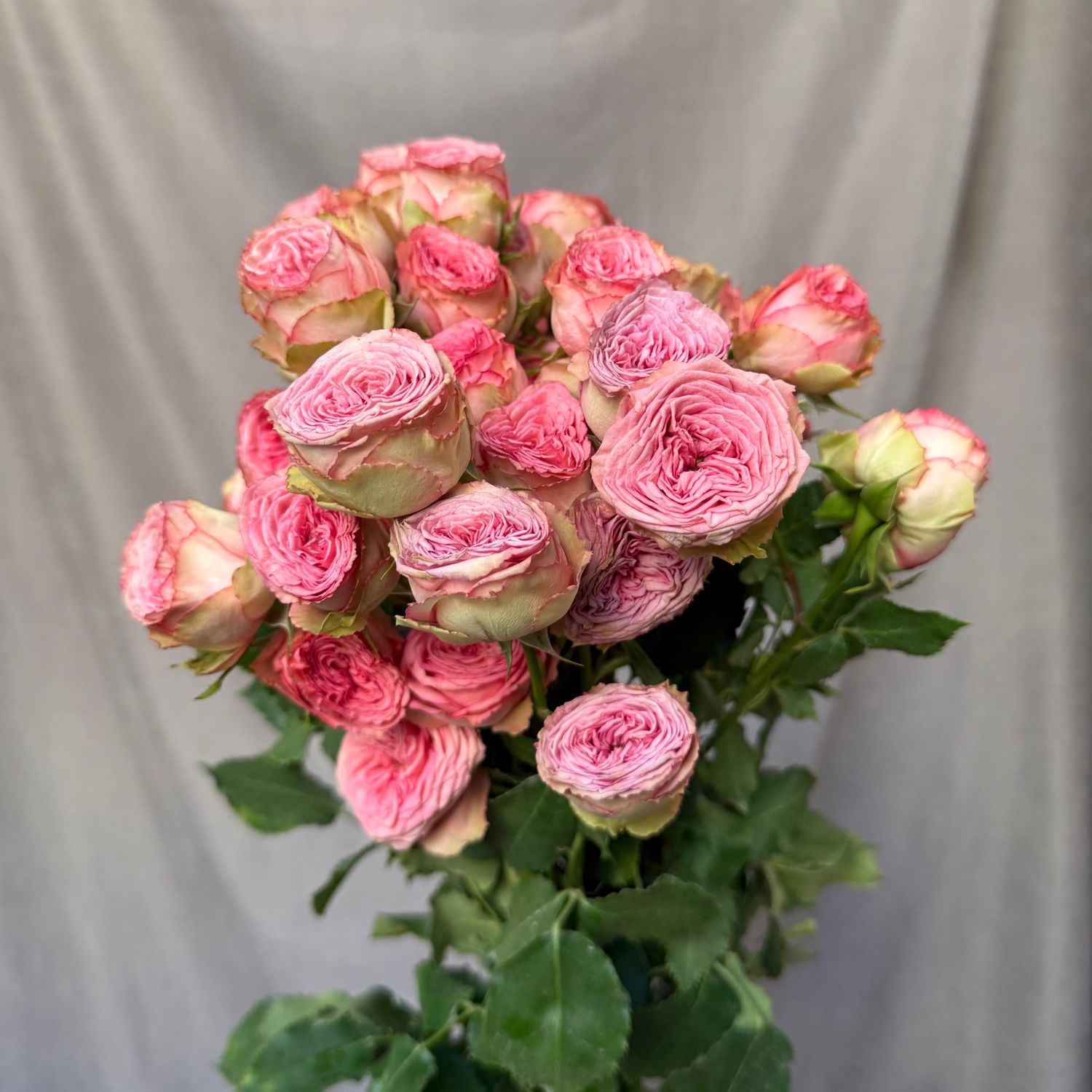 Hawi 53 cm x 6