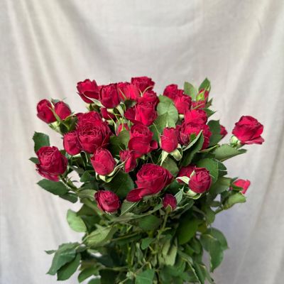 Red Trendsetter 70 cm x 5