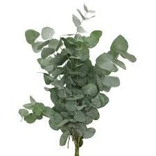 Eucalyptus Cinerea 60 cm x 10 