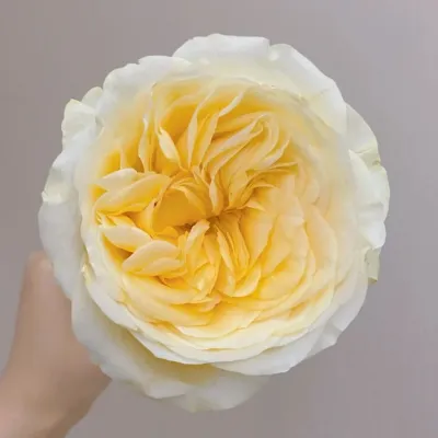 Butter cup 62 cm x 25