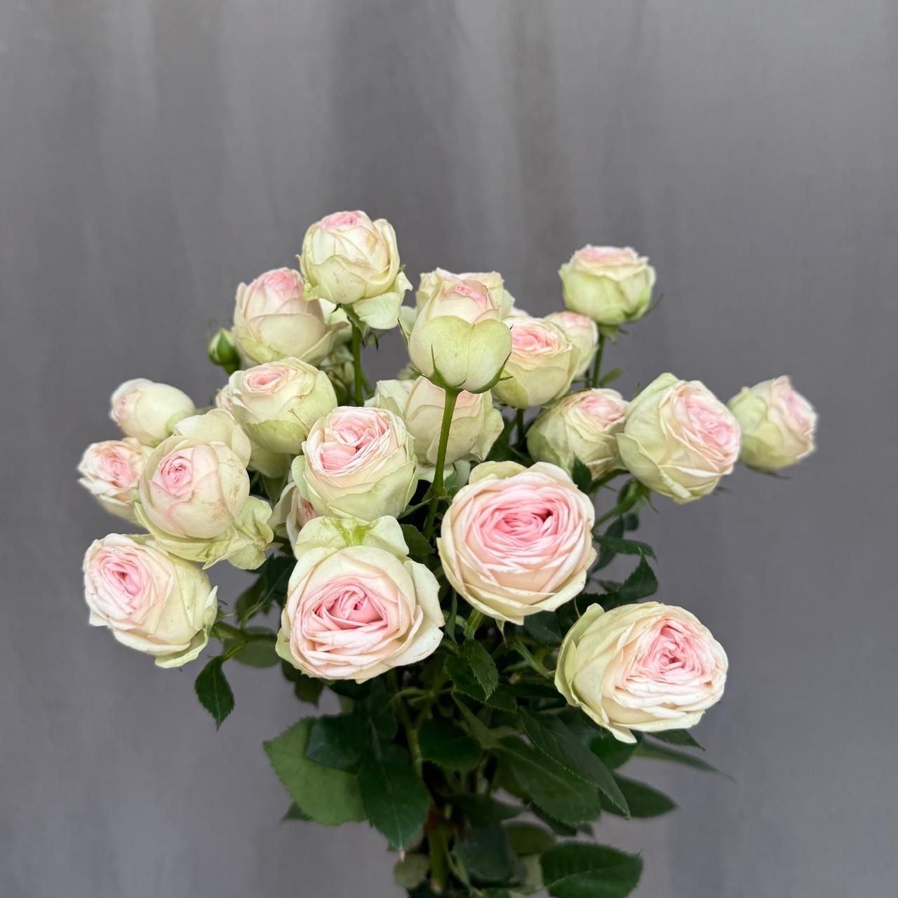 Sweet Gelato 50 cm x 5