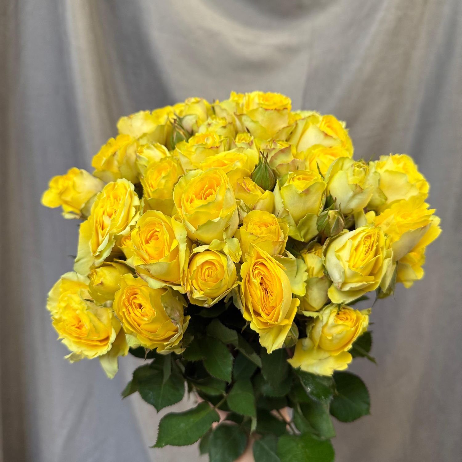 RML Under The Stars 50 cm x 10