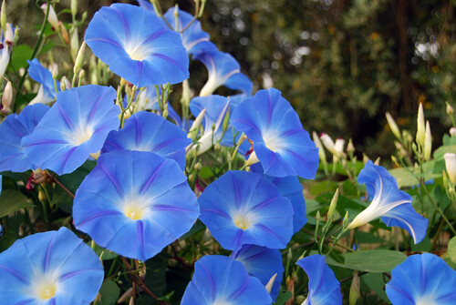 Morning Glory (seed pkg), Variety: Heavenly Blue