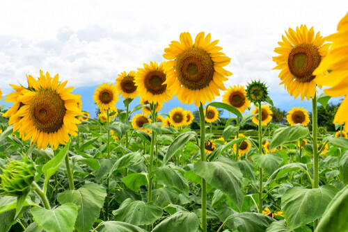 Sunflowers (seed pkg)