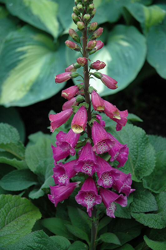 Foxglove &#39;Digitalis Candy Mountain&#39;, Size: 1 gal