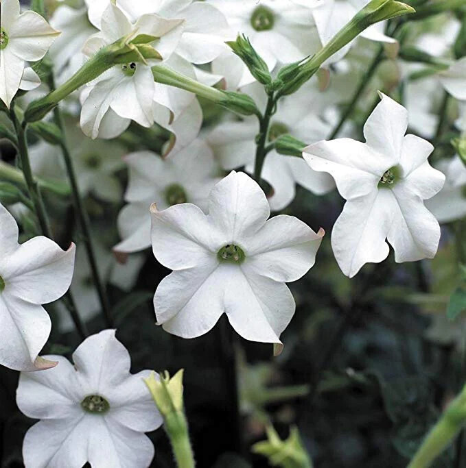 Nicotiana (seed pkg) - Sensation Mixed