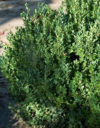 Boxwood 'Green Mountain', Size: 1 gal