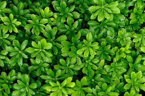 Pachysandra &#39;Japanese Spurge&#39;, Size: 1 gal