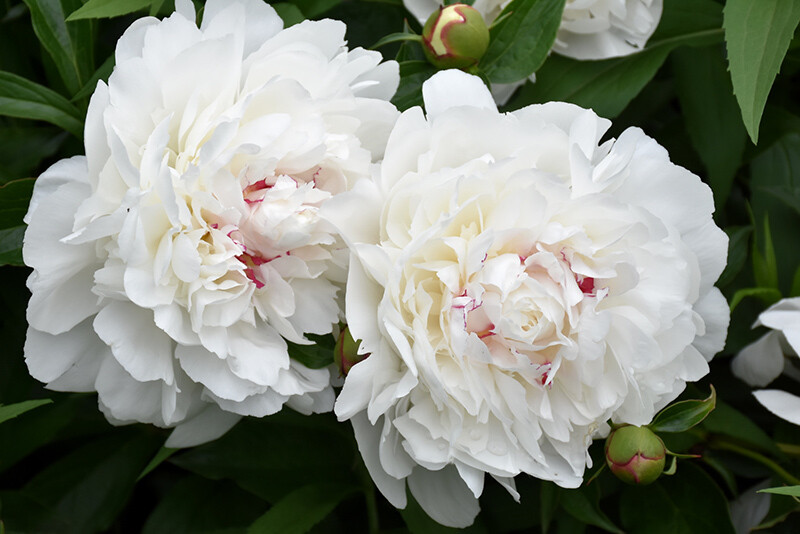 Peony 'Festiva Maxima', Size: 1 gal