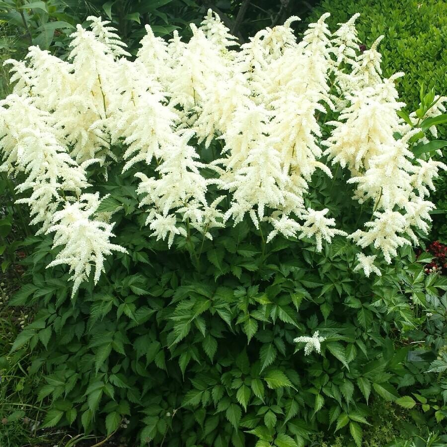 Astilbe &#39;Deutschland Japanese&#39;, Size: 1 gal