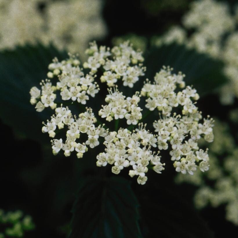 Viburnum &#39;Chicago Lustre&#39;, Size: 2 gal