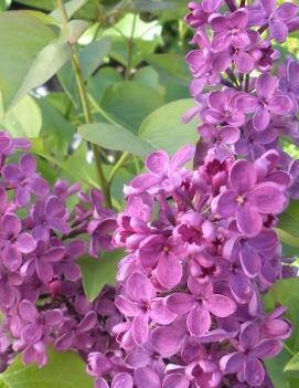 Lilac 'Ludwig Spaeth'