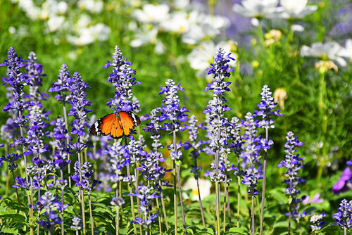 Salvia - 4 cell pack, Color: Victoria Blue