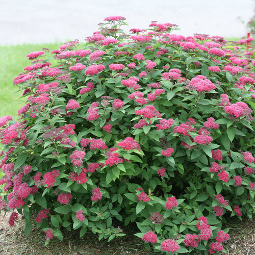 Spirea 'double play red' 2 gal