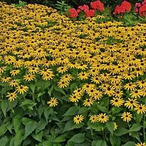 Black-Eyed Susan - Rudbeckia Viette&#39;s Little Suzy, Size: 1 qt