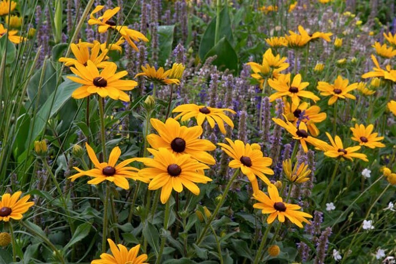 Black-Eyed Susan - Rudbeckia Indian Summer 4"