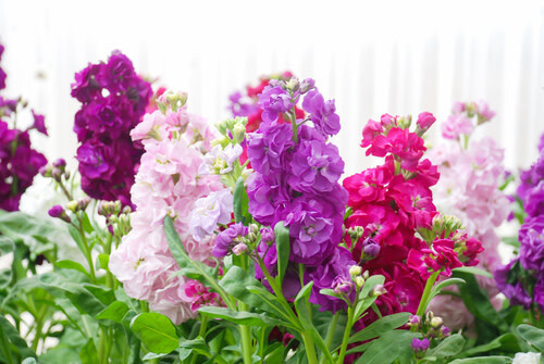 Stocks (seed pkg)