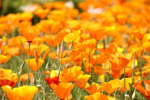 California Poppy (seed pkg)
