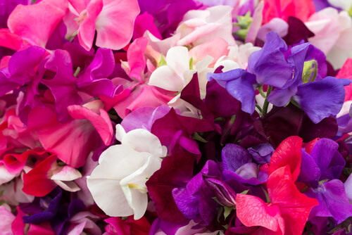 Sweet Peas (seed pkg)