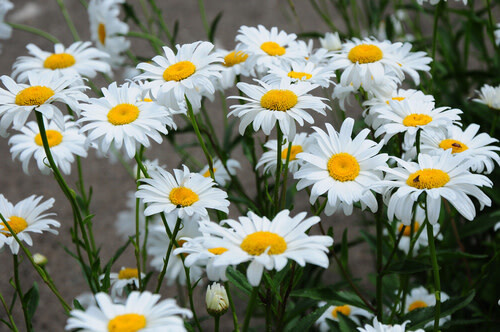 Daisy (seed pkg)