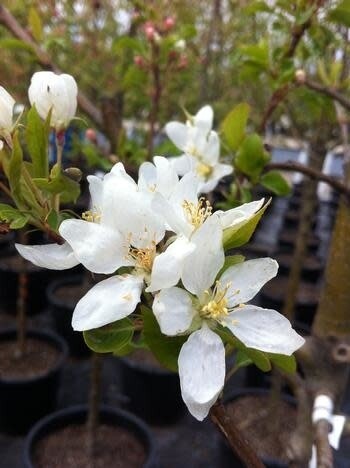Crabapple (edible) &#39;Dolgo&#39;