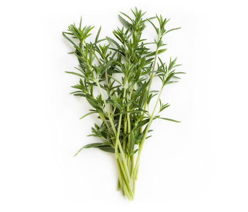 Summer Savory (seed pkg)