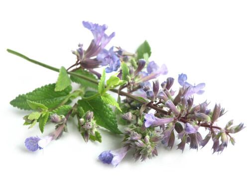 Catnip (seed pkg)